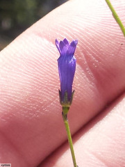 Siphocodon spartioides