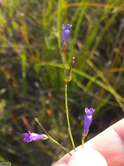 Siphocodon spartioides