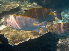 Bronze-Lined Rabbitfish photo 2