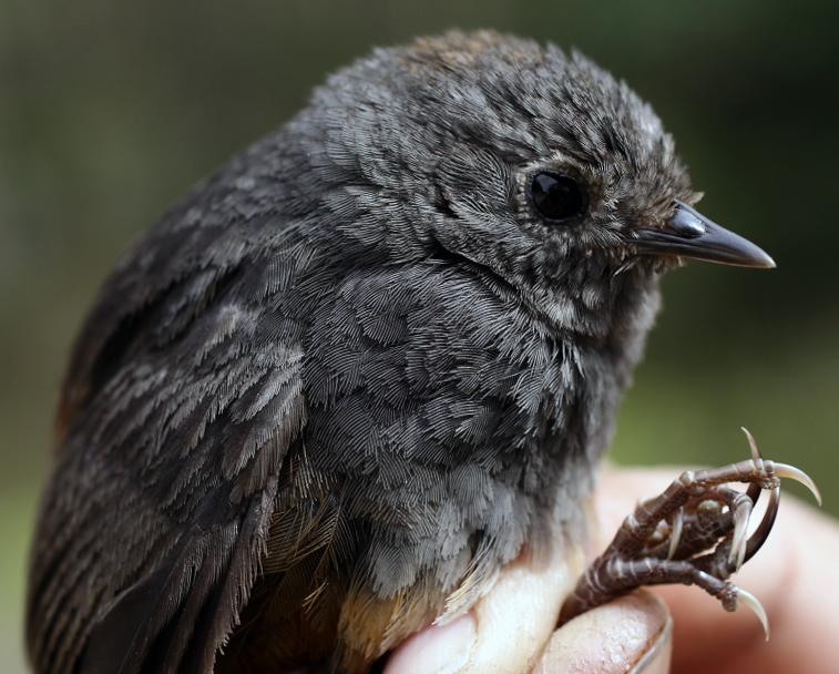 Perija Tapaculo photo