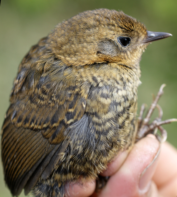 Churrín del Perijá, Scytalopus perijanus