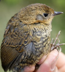 Perija Tapaculo photo 2
