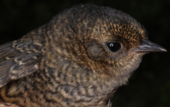 Perija Tapaculo photo 3