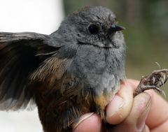 Perija Tapaculo photo 4