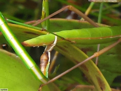 Macynia labiata