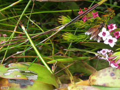 Macynia labiata