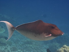 Humpback Unicornfish photo 5