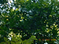 Diospyros nigra