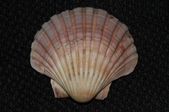 Pecten fumatus