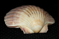 Pecten fumatus