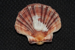 Pecten fumatus