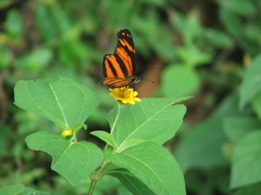 Eresia phillyra phillyra