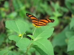 Eresia phillyra phillyra