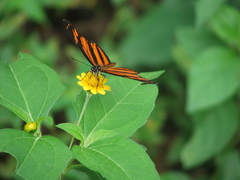 Eresia phillyra phillyra