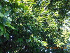 Diospyros nigra