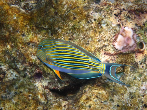 Striped Surgeonfish — seen at this dive site