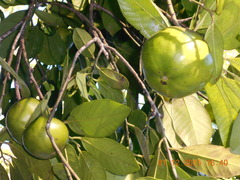 Diospyros nigra