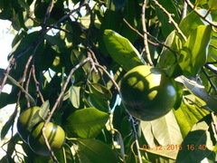 Diospyros nigra