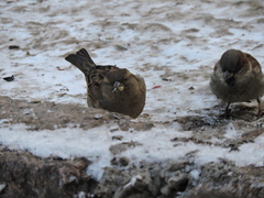 Passer domesticus