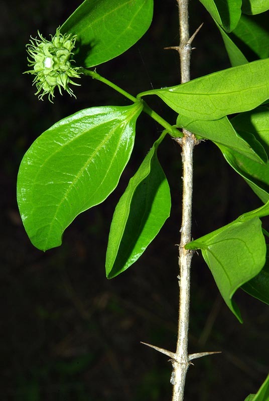 Strychnos spinosa