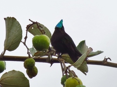 Orthorhyncus cristatus