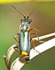 Cordylepherus sibiricus