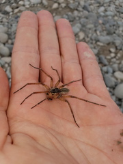 Dolomedes aquaticus