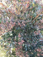 Pieris japonica taiwanensis