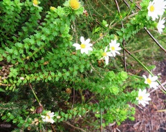 Osmitopsis parvifolia