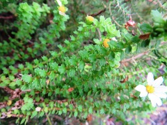 Osmitopsis parvifolia