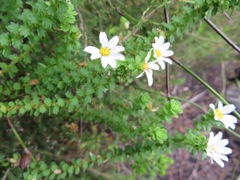 Osmitopsis parvifolia