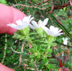 Osmitopsis parvifolia