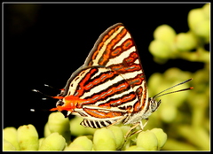 Cigaritis vulcanus vulcanus