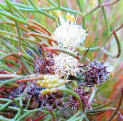 Serruria inconspicua