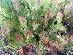 Serruria inconspicua