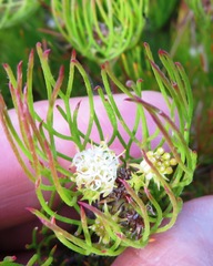 Serruria inconspicua