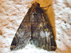 Melipotis famelica