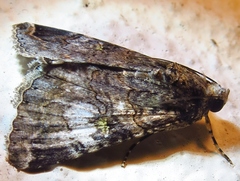 Melipotis famelica