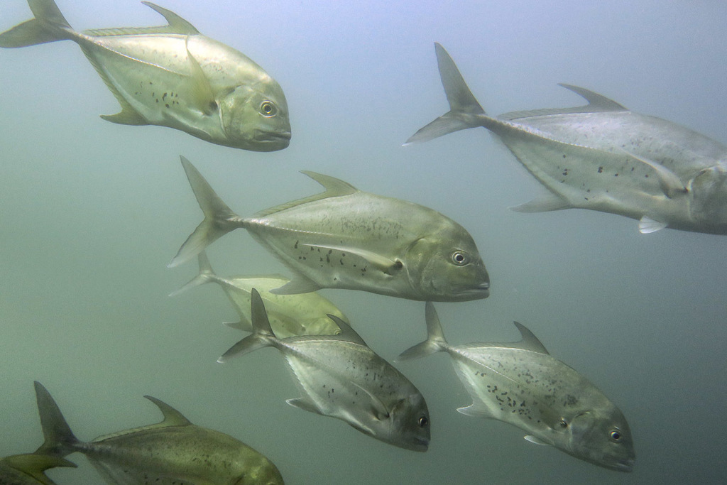 Bluespotted Trevally
