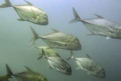 Caranx bucculentus