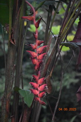 Heliconia pogonantha image