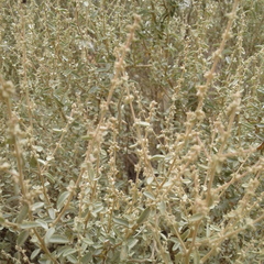 Atriplex vesicaria