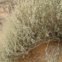 Atriplex vesicaria