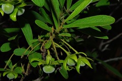 Diospyros lycioides subsp. sericea image