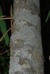 Diospyros lycioides subsp. sericea image