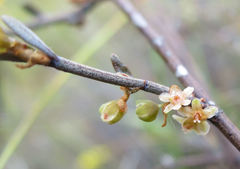 Muehlenbeckia ephedroides