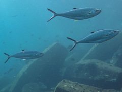 Scomberoides lysan