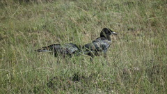 Corvus capensis capensis