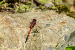 Trithemis lilacina