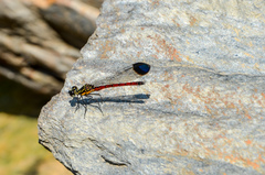 Rhinocypha pagenstecheri timorana